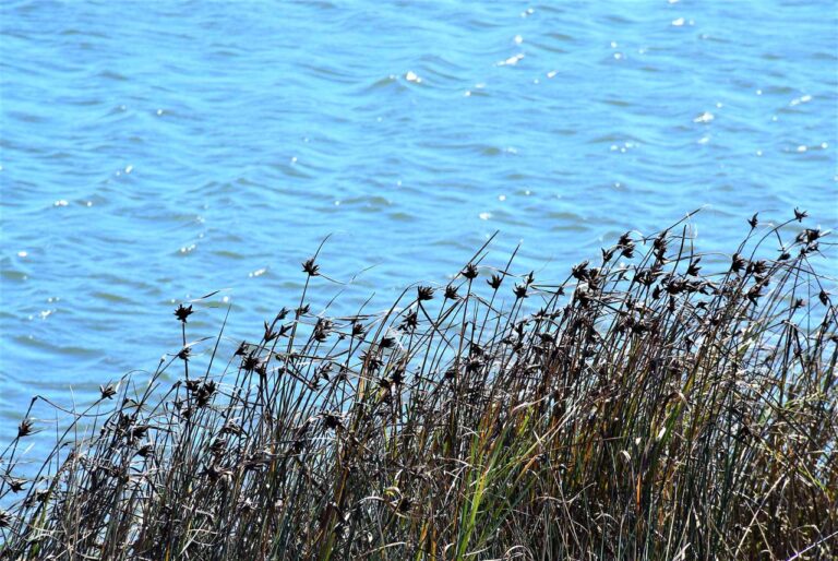 L&rsquo;île de Tamuxe. Classe de nature. Flore et faune de la rivière Miño à O Rosal