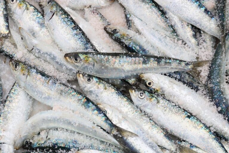 Product. European pilchard