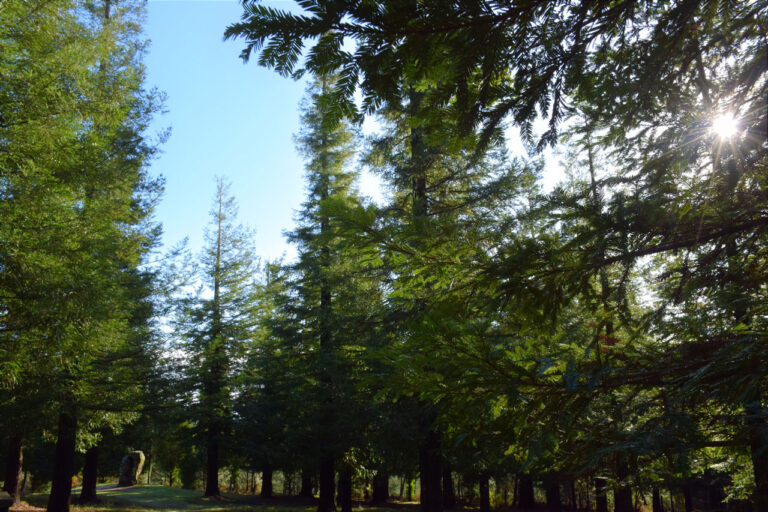 Poio. Rotholzwald