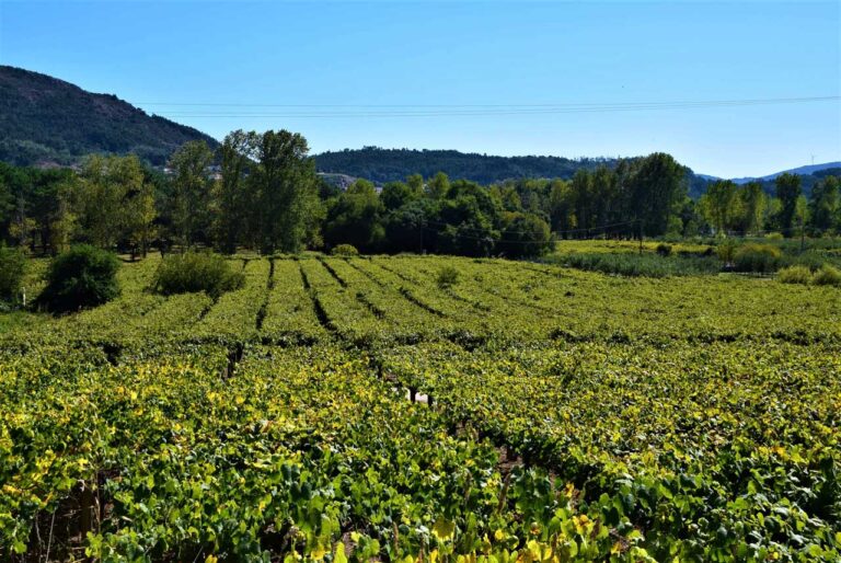 Eiras beach. O Rosal´s vineyards and cellars