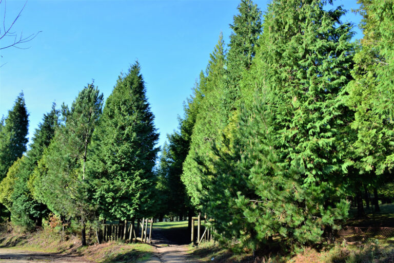 Poio. Rotholzwald