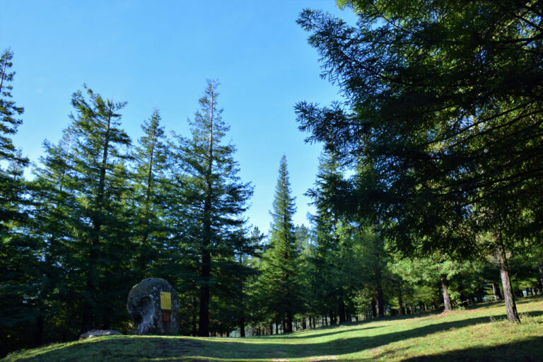 Poio. Rotholzwald
