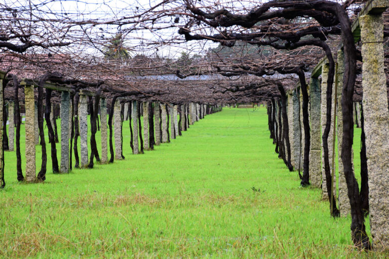 Vinho Barrantes e a Horta de O Salnés