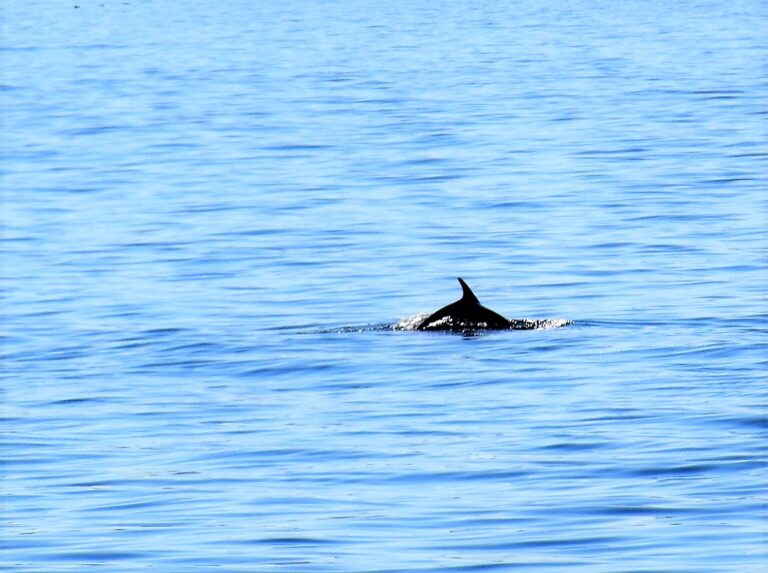Ilha de Ons. Fundos oceânicos. Fauna