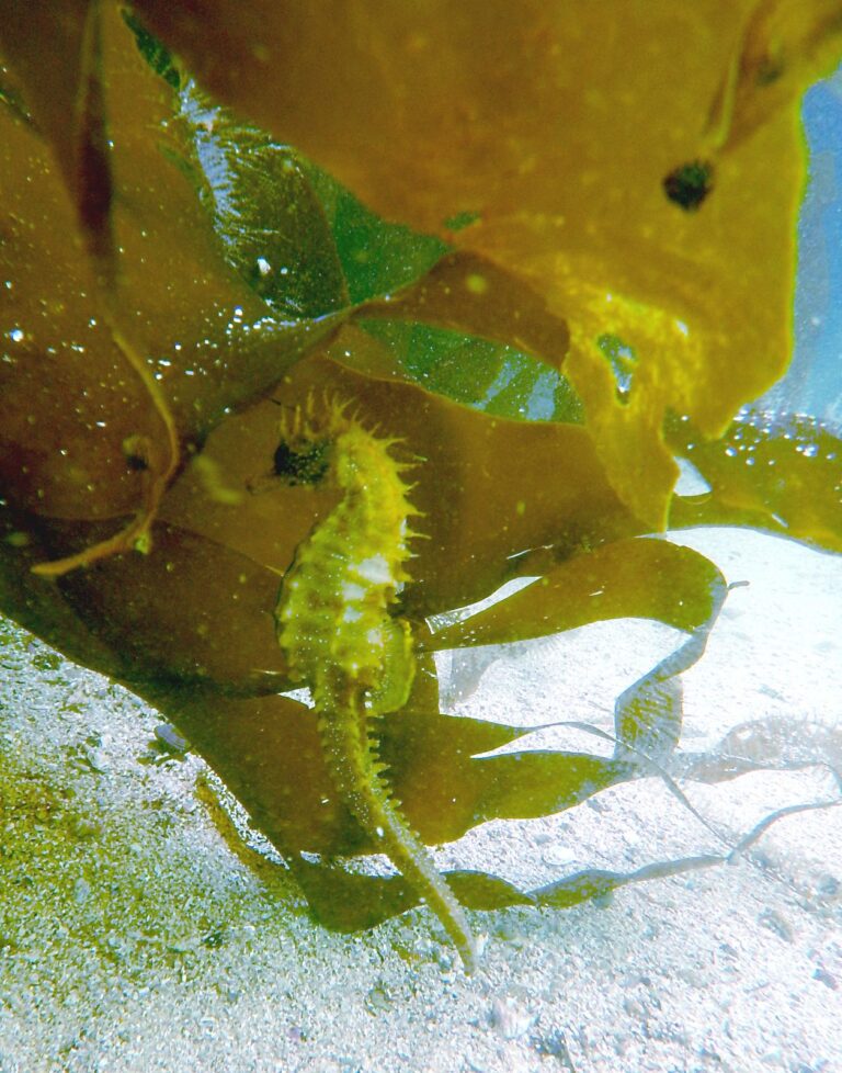 DÉCOUVREZ LES TRÉSORS SOUS-MARINS DE LA ROUTE À SAINT-JACQUES ET DE LA MER D&rsquo;AROUSA
