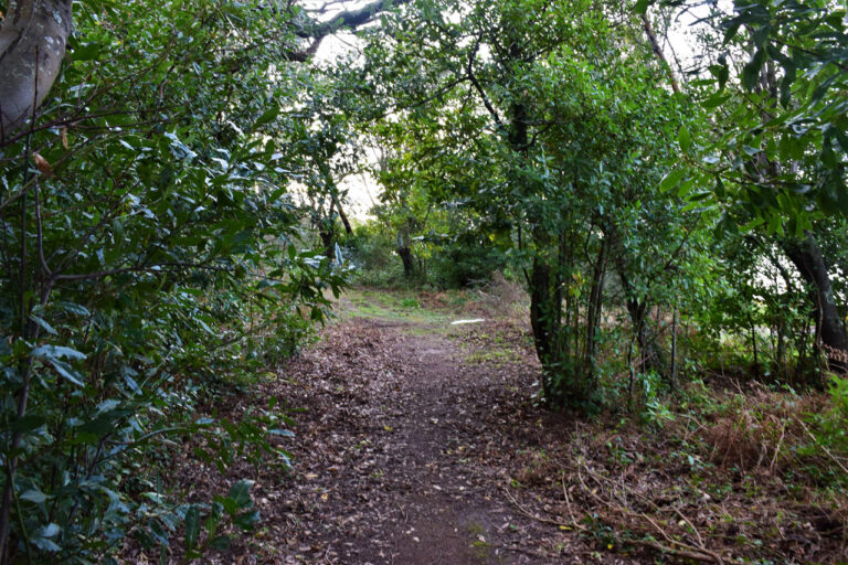 Cortegada island. Laurel forest and flora
