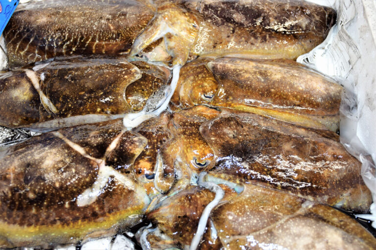 Produit. Seiche. Arts de la pêche