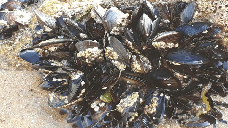 Moule. Général