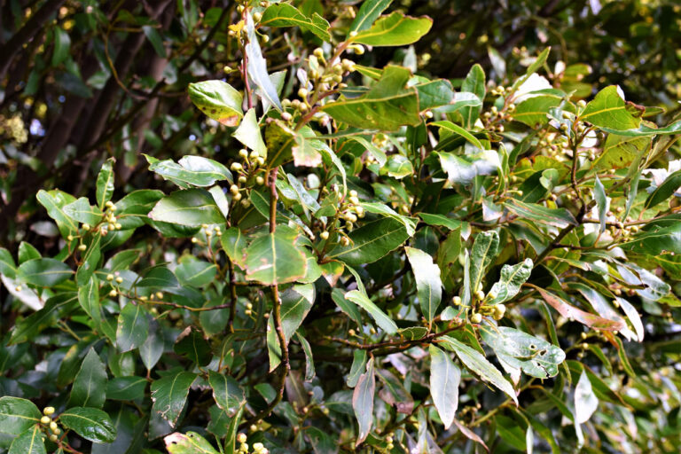 Cortegada island. Laurel forest and flora