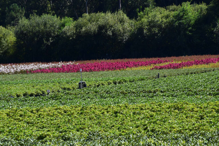 Tomiño. Strand am Fluss. Blumenplantagen in O Rosal