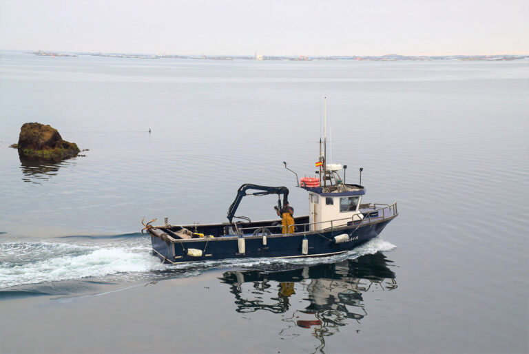 Santo Tomé de Cambados. Barcos ostrícolas