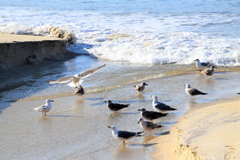 Ilha de Ons. Fundos oceânicos. Fauna