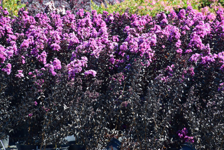 Tomiño. Strand am Fluss. Blumenplantagen in O Rosal