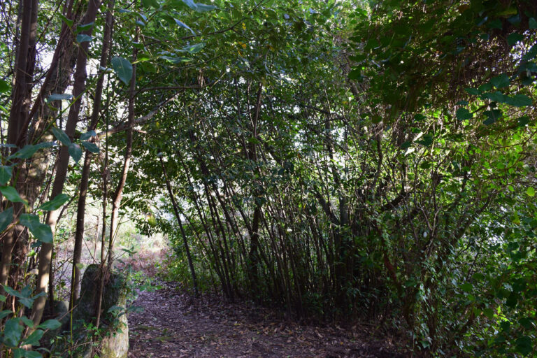 Cortegada island. Laurel forest and flora
