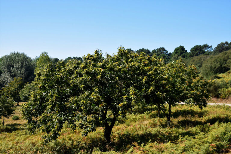 Insel Ons. Allgemeine Flora und allgemeiner Park