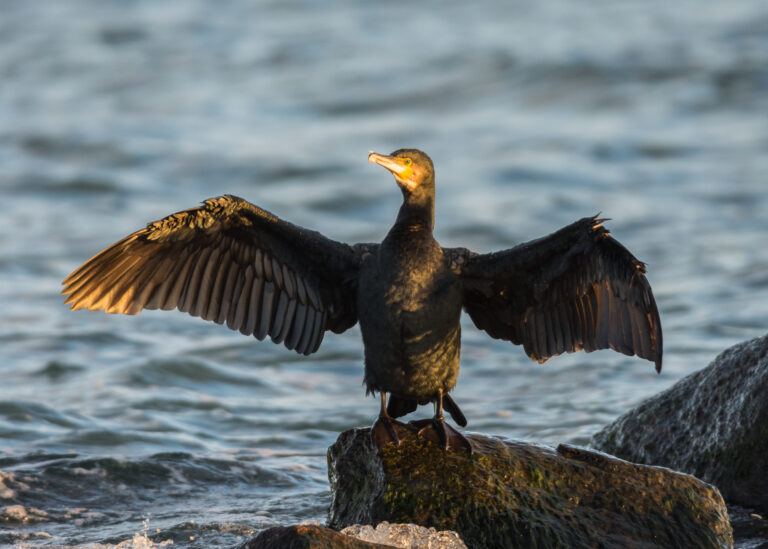 GROSSER KORMORAN