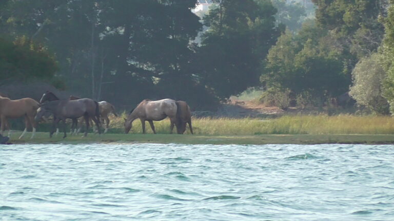 ILHA MORRACEIRAS DAS VARANDAS
