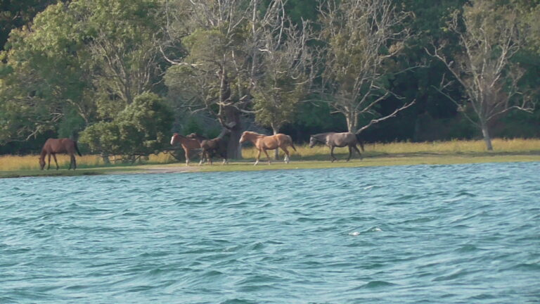 ILHA MORRACEIRAS DAS VARANDAS