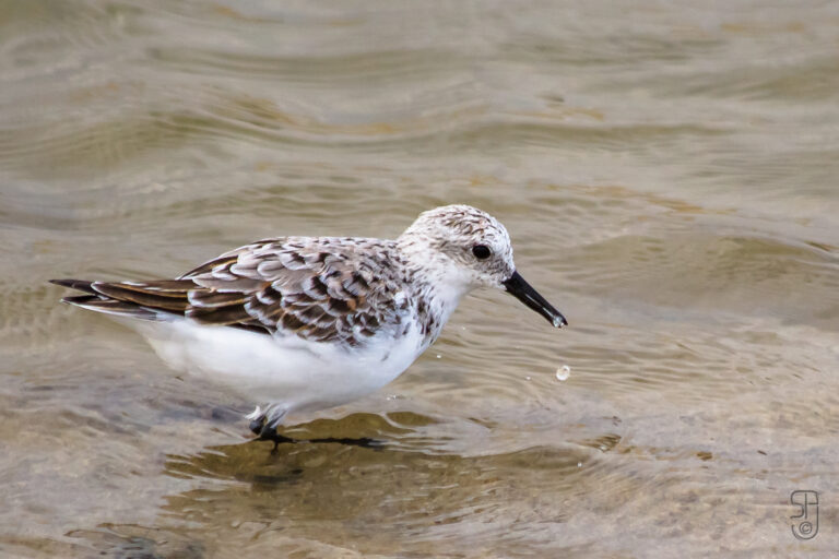 DUNLIN