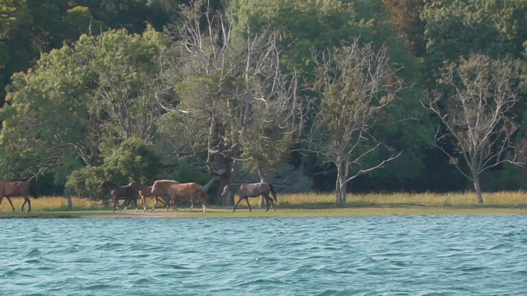 ILHA MORRACEIRAS DAS VARANDAS