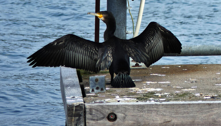 GROSSER KORMORAN
