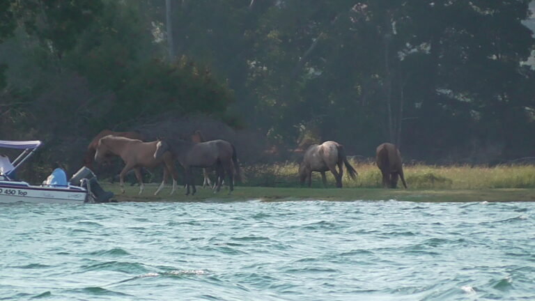 ILHA MORRACEIRAS DAS VARANDAS