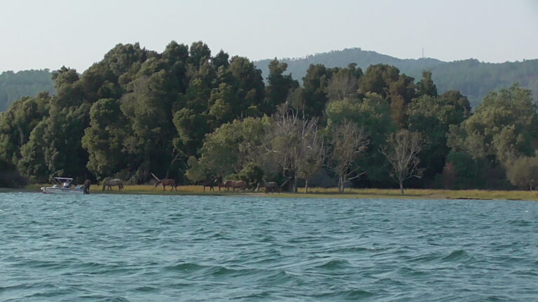 ILHA MORRACEIRAS DAS VARANDAS
