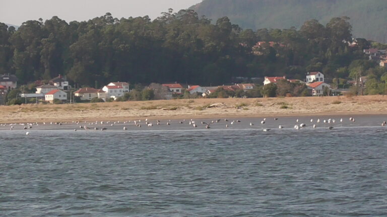 INSEL XUNQUEIRA