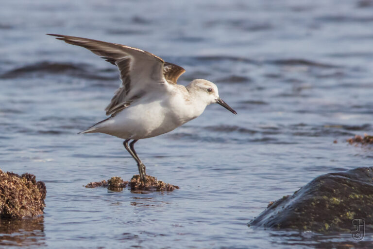 DUNLIN